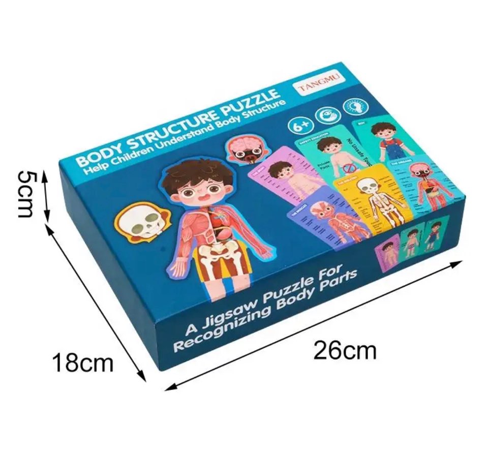 Human Body Structure Puzzle - Educational Anatomy Jigsaw for Kids